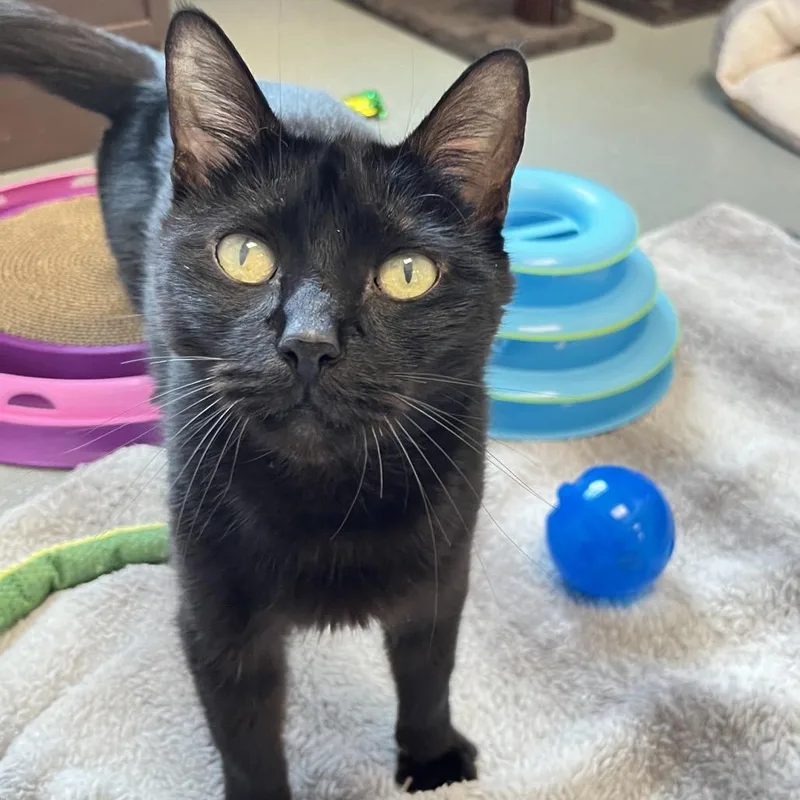 A senior medium-sized female Black Domestic Short Hair cat named Croissant for adoption in West Palm Beach, FL
