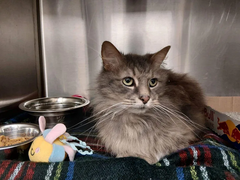 An adult medium-sized female Tabby (Gray / Blue / Silver) Domestic Long Hair cat named Sassy for adoption in Liberty, MO