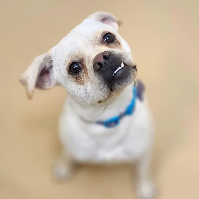 An adult small-sized male Apricot / Beige Pug dog named Pippin Chino Hills for adoption in Chino Hills, CA