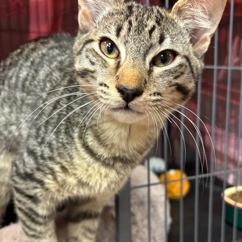 A baby medium-sized male Brown / Chocolate Domestic Short Hair cat named Bobby for adoption in Port Charlotte, FL