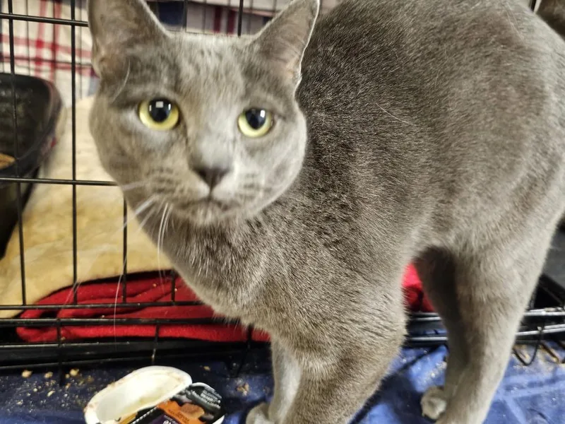 An adult small-sized female Gray / Blue / Silver Domestic Short Hair cat named Taco for adoption in Bossier City, LA