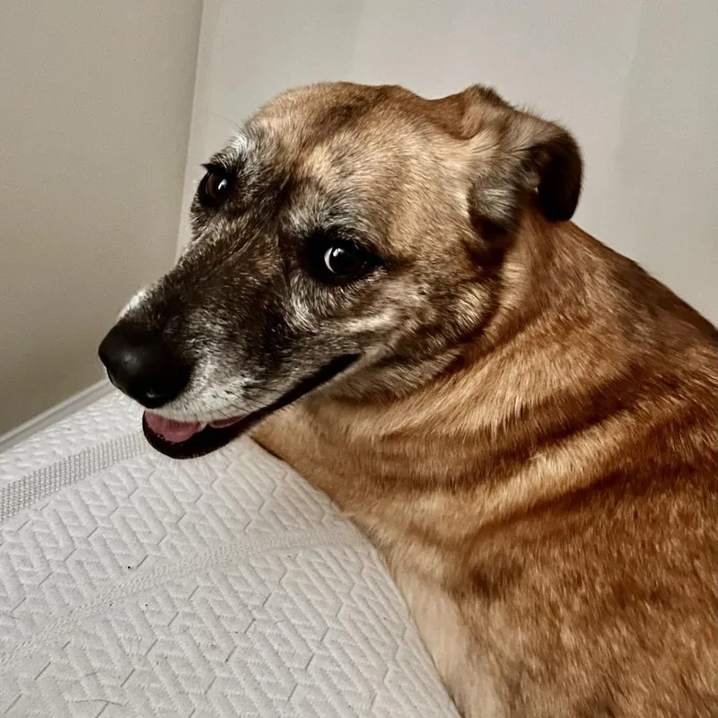 An adult medium-sized female Brindle Shepherd dog named Rain for adoption in Gainesville, GA
