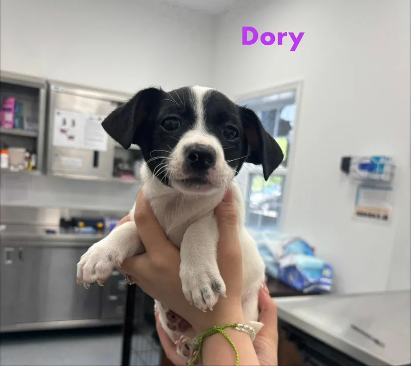 A baby small-sized female Hound dog named Dory for adoption in Cambridge, MD
