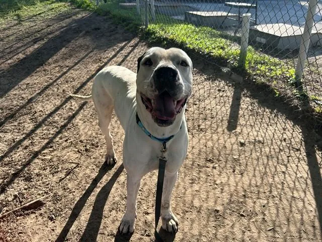 A young large-sized male Great Dane dog named Whopper for adoption in Ocala, FL