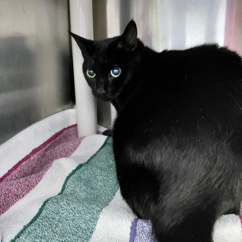 A senior large-sized female Black Domestic Short Hair cat named Ivy for adoption in Philadelphia, PA