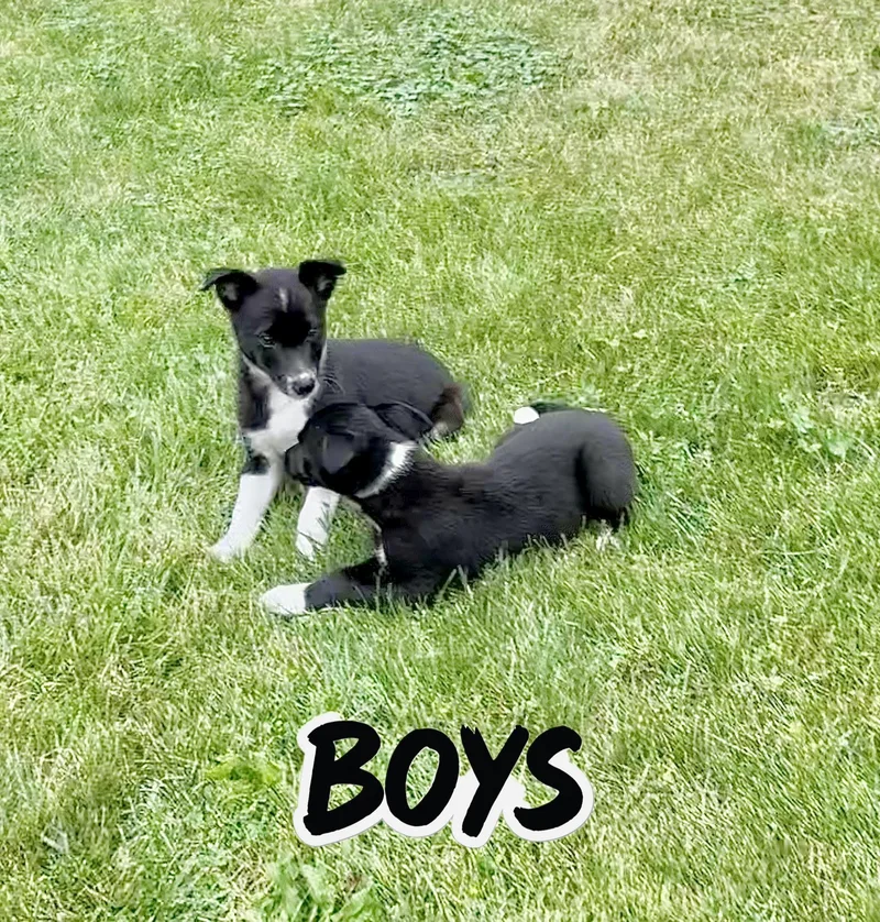 A baby medium-sized male Border Collie dog named Bosco for adoption in Armada, MI