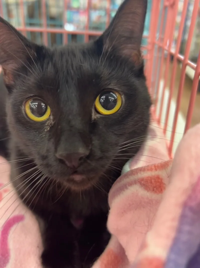 An adult medium-sized female Black Domestic Short Hair cat named Biscuit for adoption in Crockett, CA