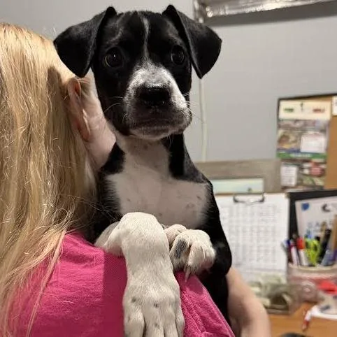 A baby medium-sized female Black Mixed Breed dog named Molly for adoption in Wappingers Falls, NY