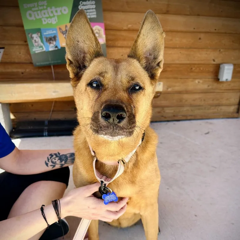 A senior medium-sized female Brown / Chocolate Mixed Breed dog named Terry for adoption in Englewood, FL