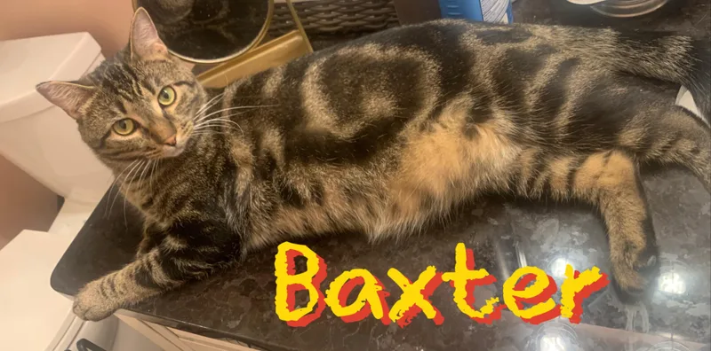 Baxter thumbnail 3