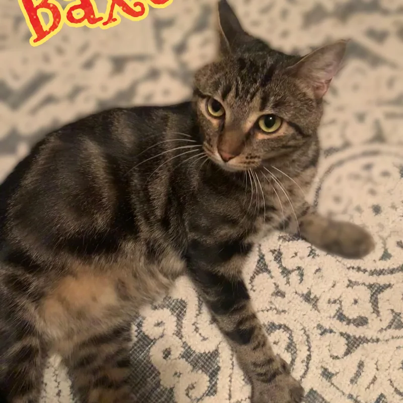 Baxter thumbnail 5
