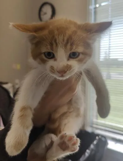 A young small-sized male Domestic Short Hair cat named Pokey for adoption in Lafayette, IN