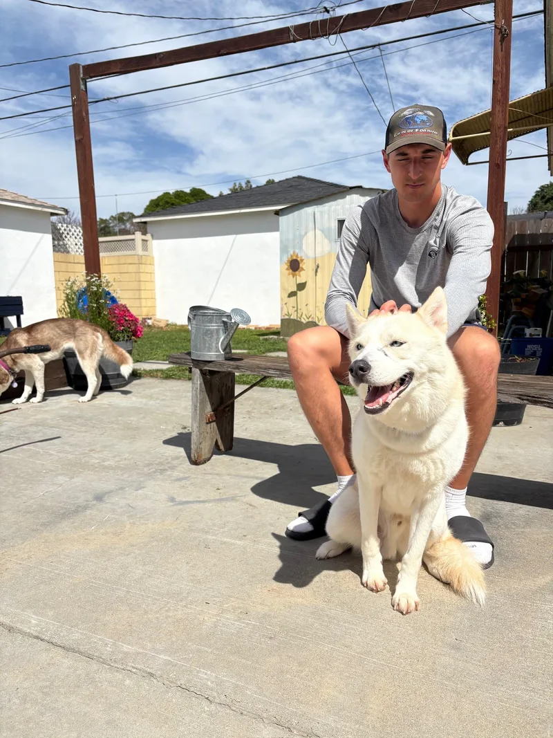 A young medium-sized male Husky dog named Nikolai for adoption in santa monica, CA