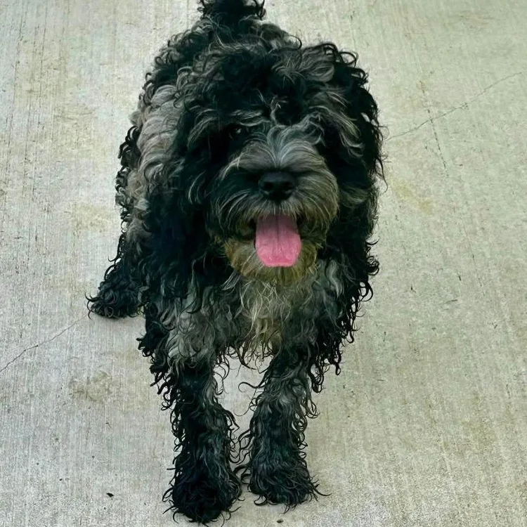 A baby medium-sized male Black Cocker Spaniel dog named Tracker for adoption in New Philadelphia, OH