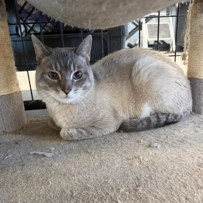 An adult small-sized male Domestic Short Hair cat named Chevy Silverado for adoption in Spanish Fork, UT