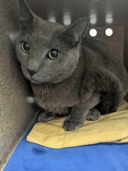 An adult small-sized female Domestic Short Hair cat named Daphney for adoption in Sevierville, TN