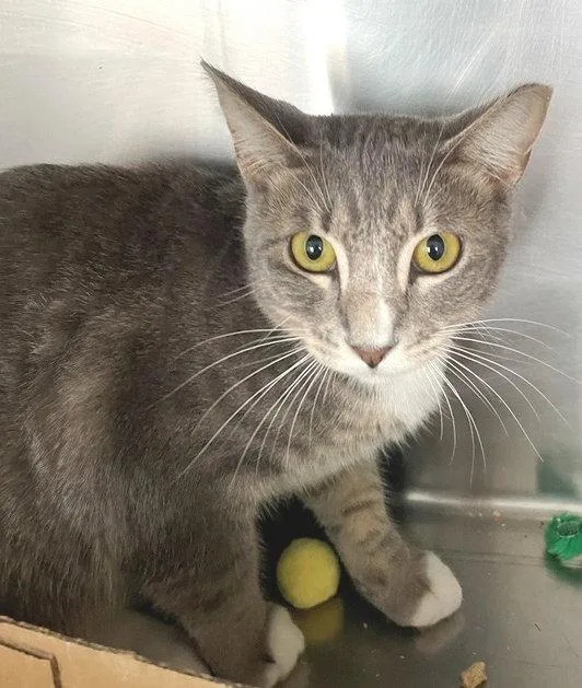 A baby medium-sized female Tabby cat named Opal for adoption in Carrollton, GA