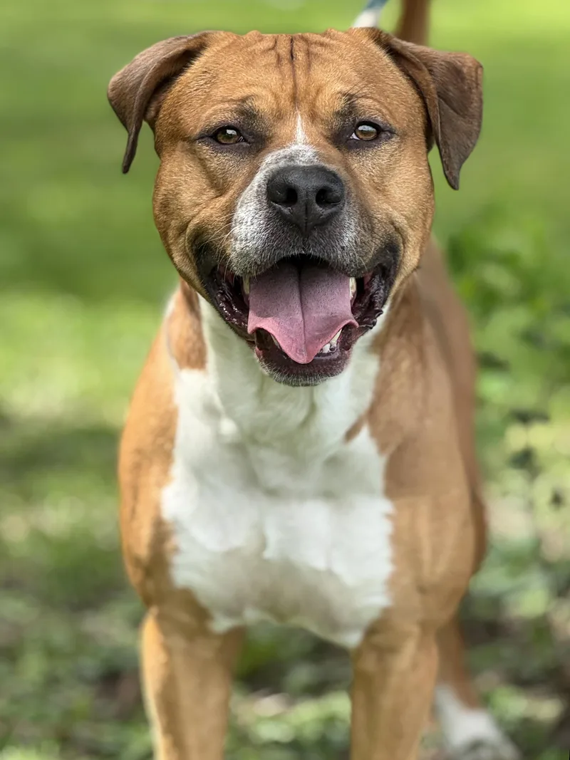 An adult large-sized male Golden Pit Bull Terrier dog named Navi Aire for adoption in Anderson, IN
