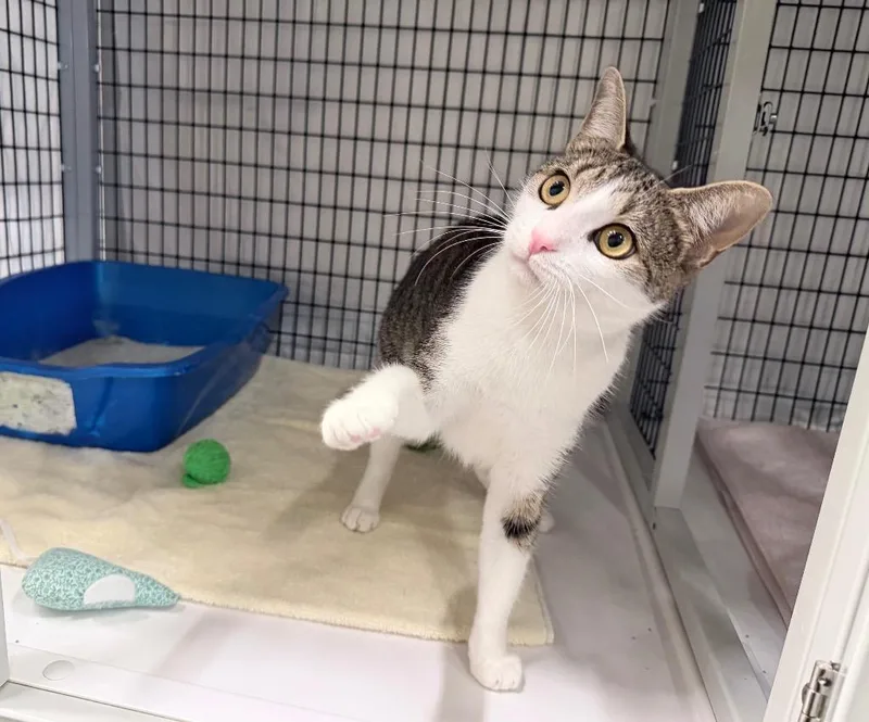 A young medium-sized female Domestic Short Hair cat named Sumac for adoption in Raleigh, NC