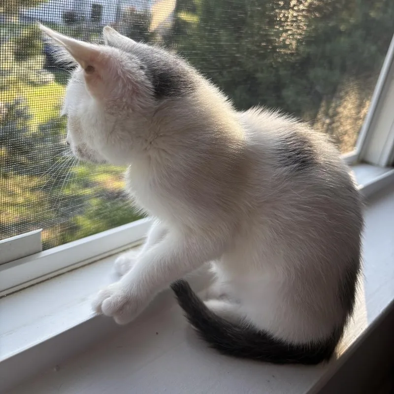 A baby small-sized male White Domestic Short Hair cat named Aragog for adoption in Fredericksburg, VA