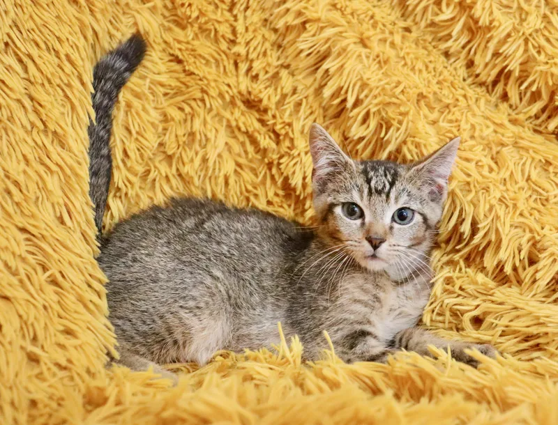 A baby medium-sized male Tabby (Buff / Tan / Fawn) Abyssinian cat named Tuna for adoption in Saint Augustine, FL