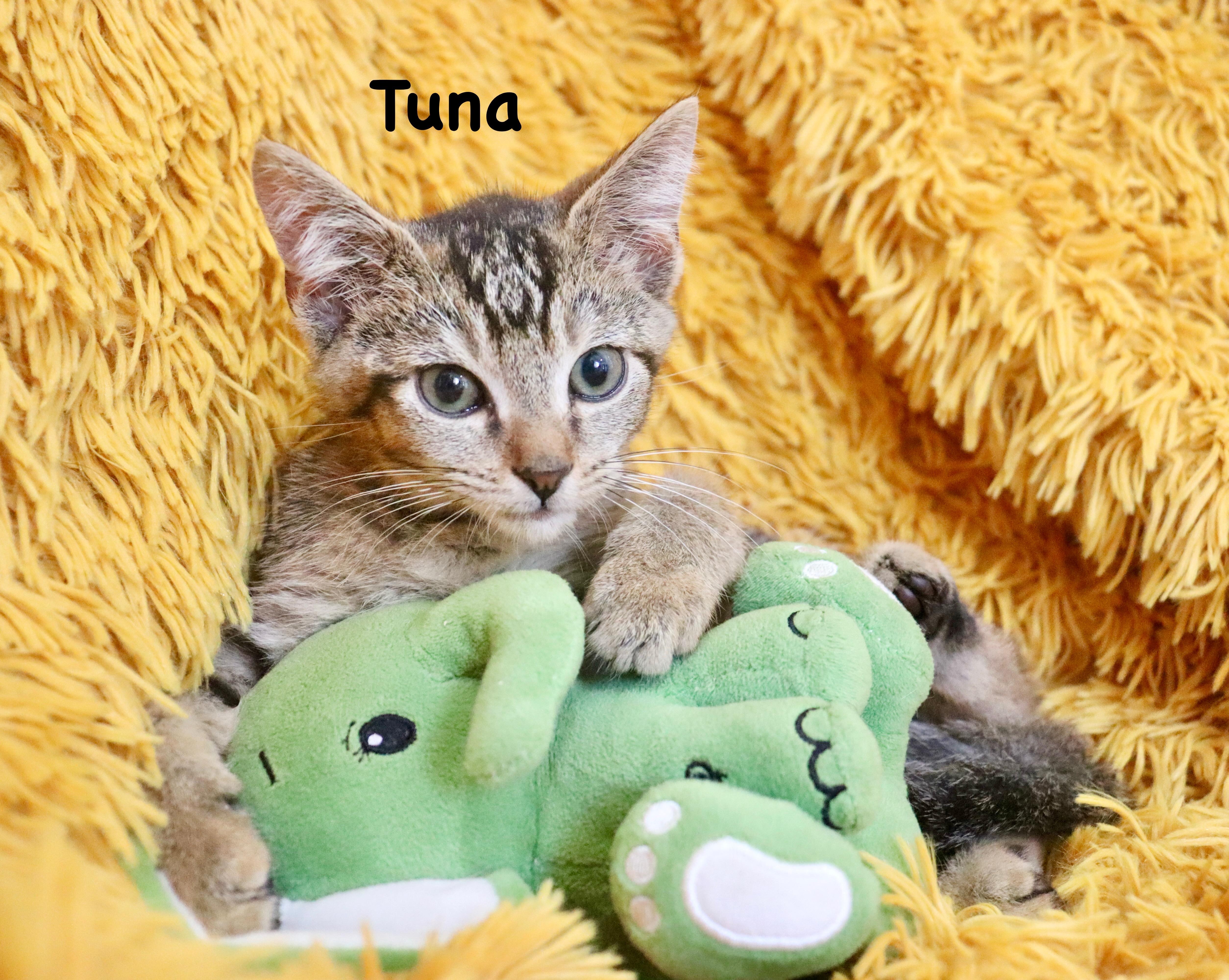 Tuna thumbnail 3