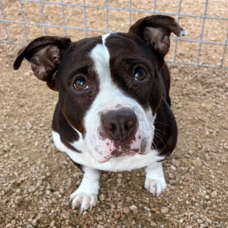 An adult medium-sized female Brown / Chocolate American Bulldog dog named Charolette for adoption in Fredericksburg, TX