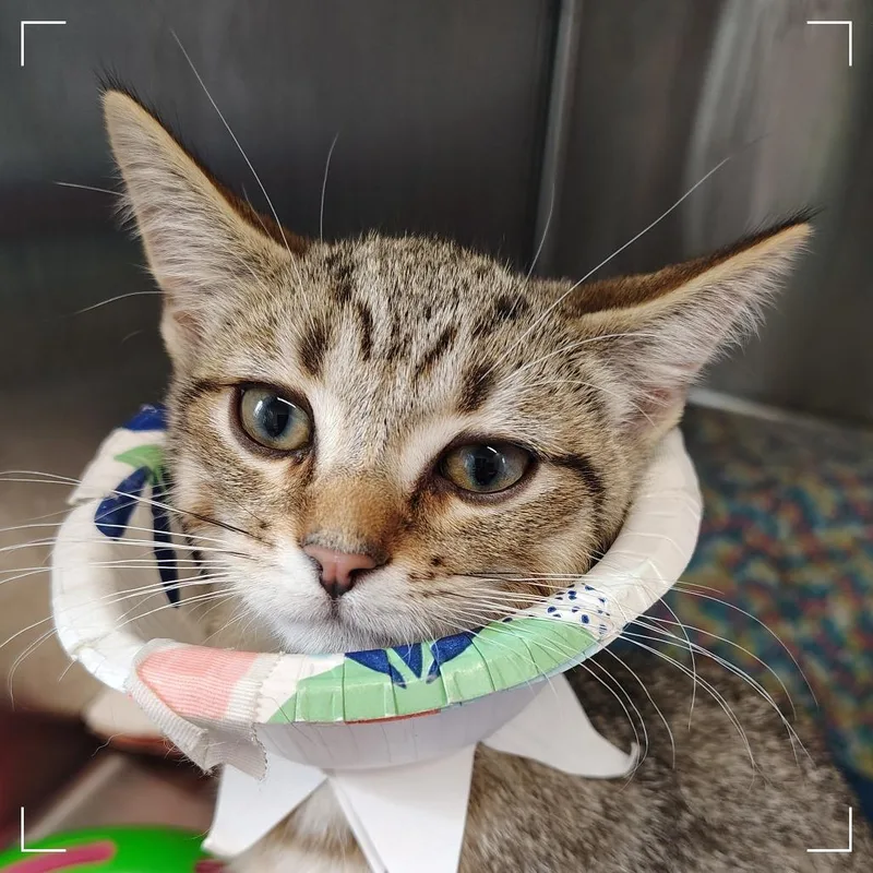 A baby small-sized male Domestic Short Hair cat named Catnip for adoption in Dearborn, MI