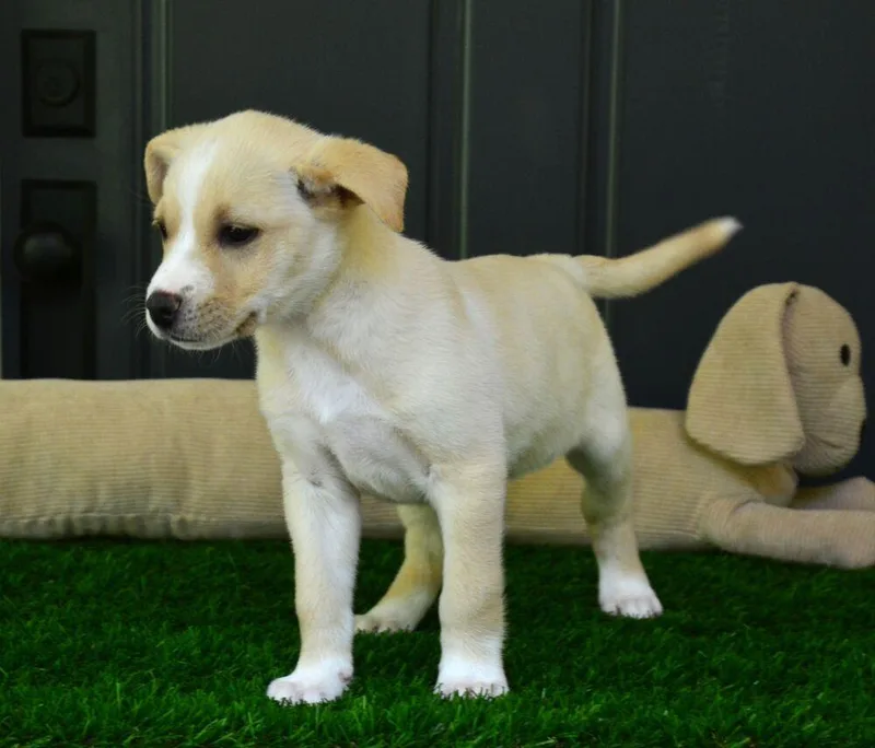 A baby large-sized female Golden Retriever dog named Ella for adoption in Willingboro, NJ