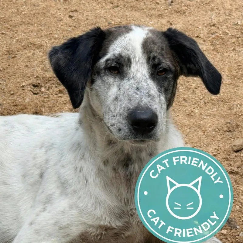 A young large-sized female White / Cream Catahoula Leopard Dog dog named CT Athena avail Jul for adoption in Eastford, CT