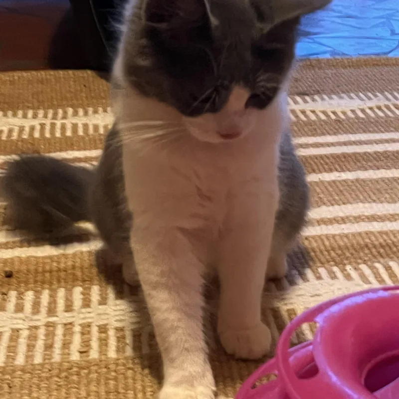 A baby medium-sized male Domestic Long Hair cat named Walter for adoption in Charlotte, NC