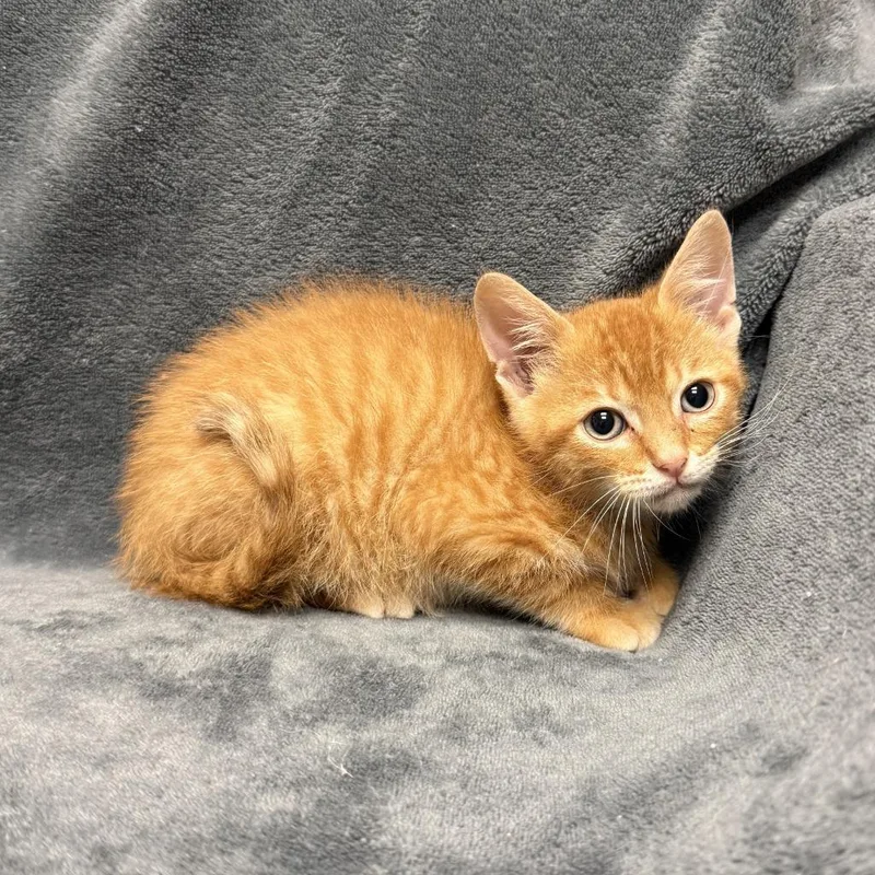 A baby medium-sized male Domestic Short Hair cat named Spice for adoption in Brenham, TX