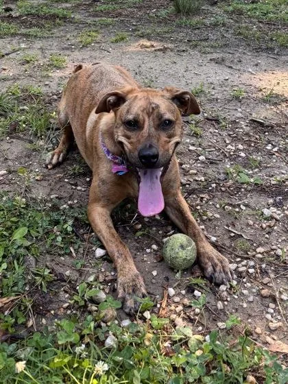 A young large-sized female Catahoula Leopard Dog dog named Penny for adoption in Cumming, GA