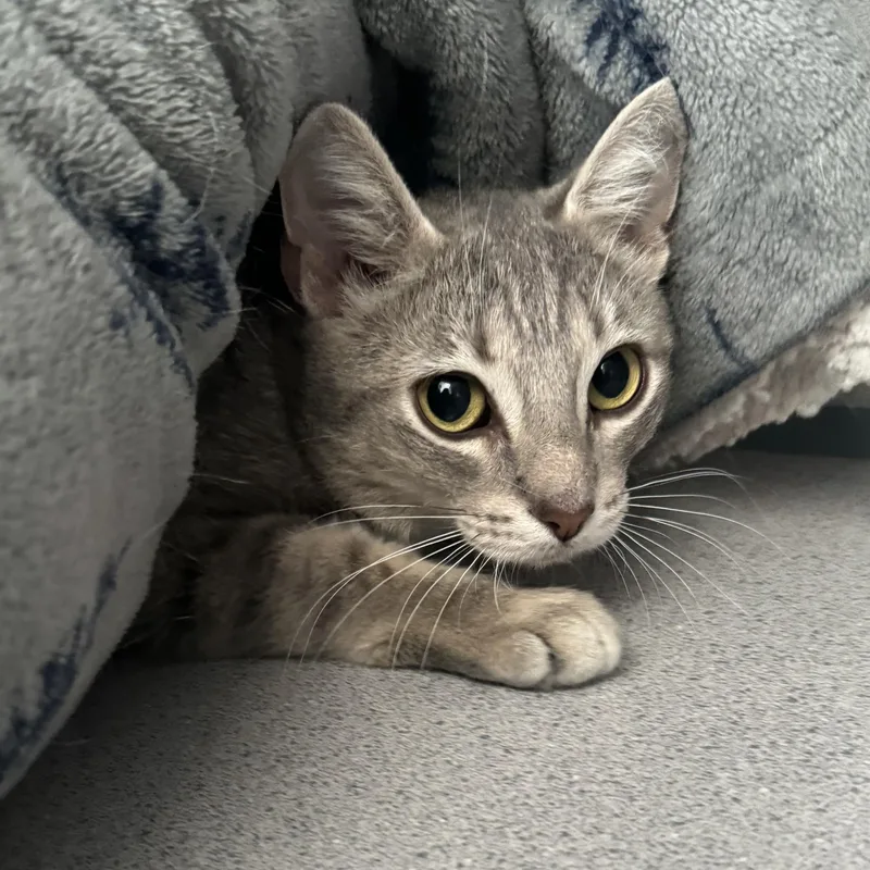 A young small-sized female Tabby (Gray / Blue / Silver) Domestic Short Hair cat named Kevin The Girl for adoption in Brewster, NY