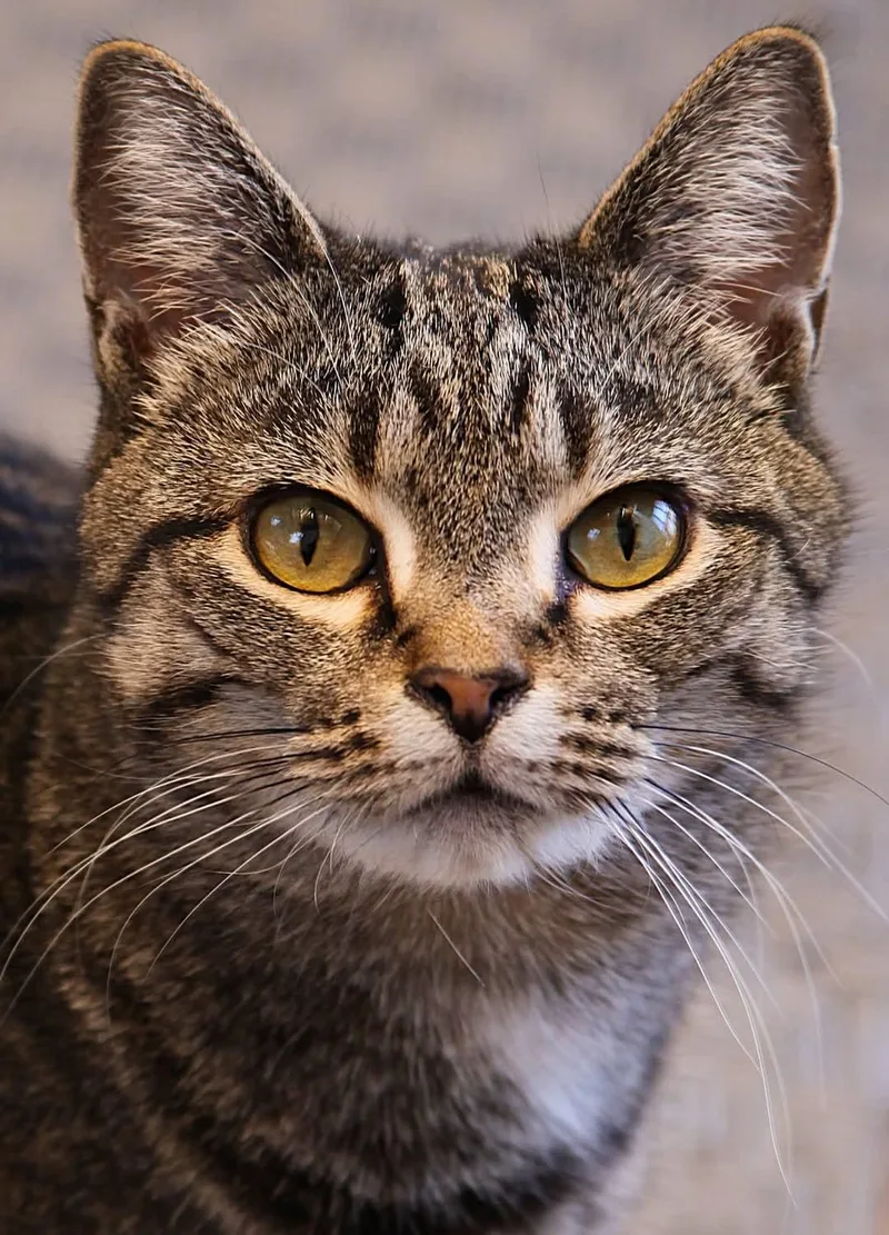 An adult large-sized female Domestic Short Hair cat named Limon Bonded Family for adoption in Camden, TN
