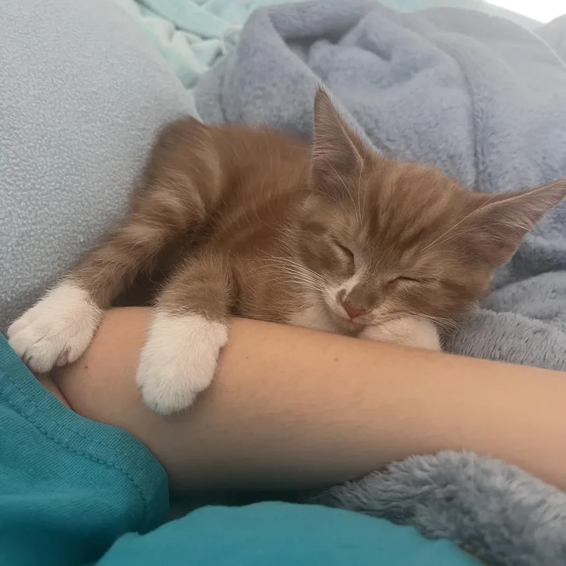 A baby small-sized male Orange / Red Domestic Short Hair cat named Hercules for adoption in Port Richey, FL