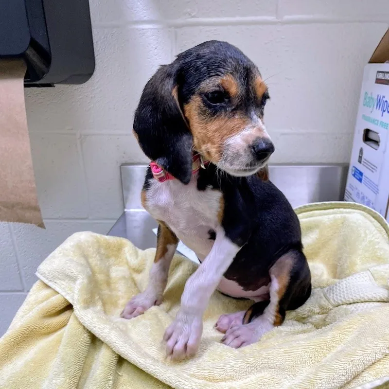 A baby small-sized female Brown / Chocolate Beagle dog named Prue for adoption in Lyndhurst, VA