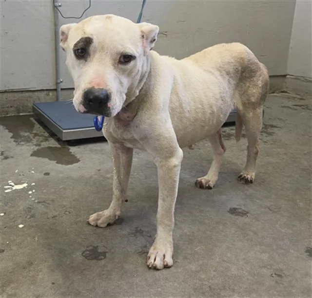 An adult large-sized female Pit Bull Terrier dog named Bambee for adoption in Camarillo, CA
