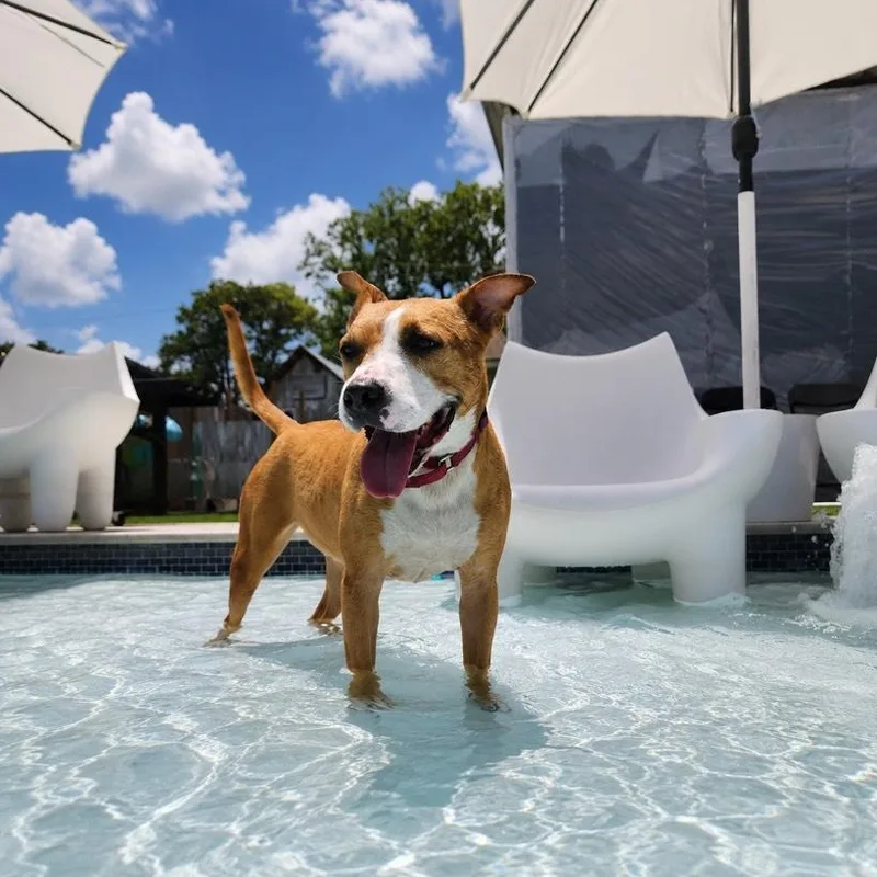 An adult medium-sized female Golden American Staffordshire Terrier dog named Delanie for adoption in Oak Point, TX