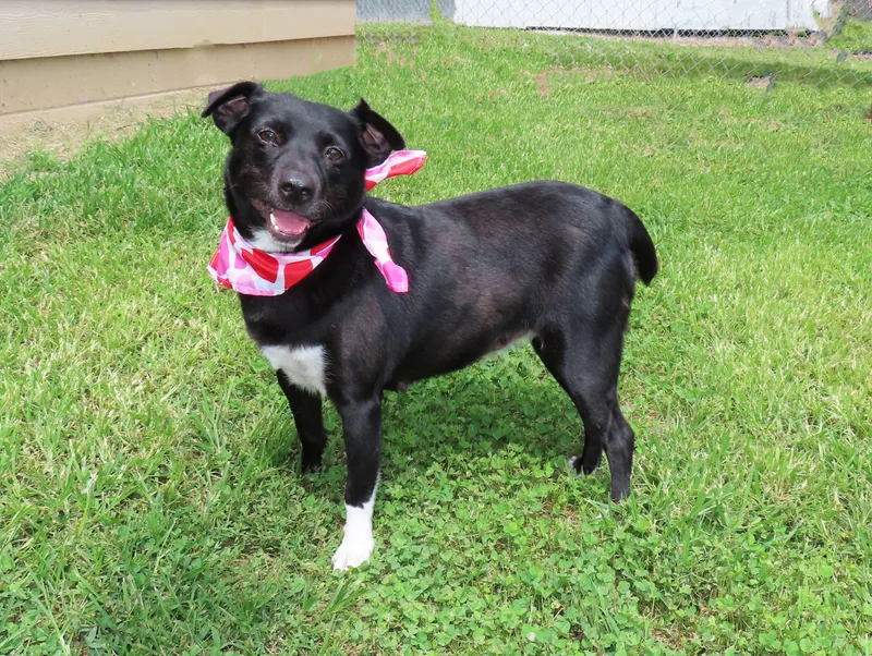 A baby medium-sized female Border Collie dog named Darcie C for adoption in Rogers, AR