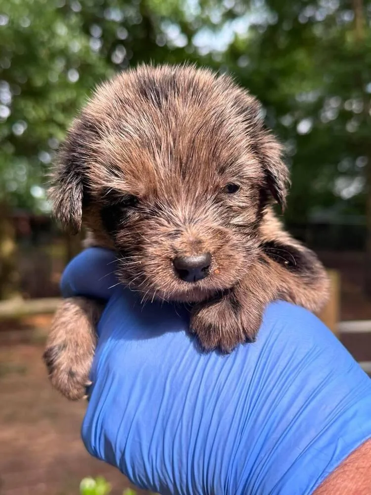 A baby medium-sized male Australian Shepherd dog named Dewey for adoption in New York, NY
