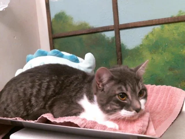 A young small-sized male Domestic Short Hair cat named Melvin for adoption in Houston, TX