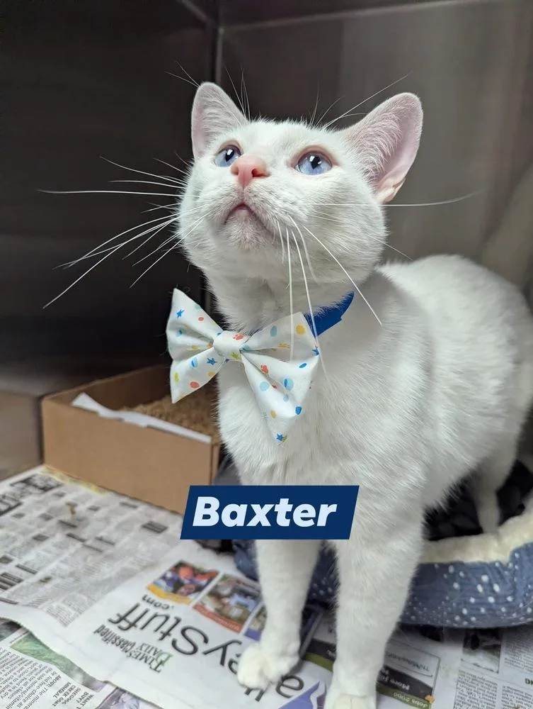 Baxter