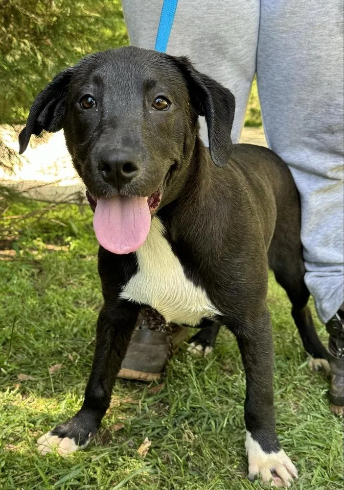 A young large-sized female Tricolor (Brown, Black, & White) Labrador Retriever dog named Anise for adoption in Troy, AL