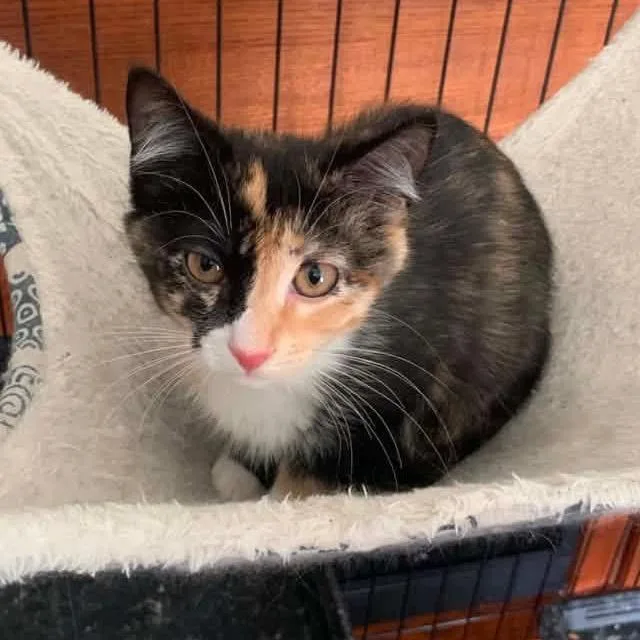 A baby small-sized female Calico Domestic Short Hair cat named Jaida for adoption in Monroe, MI