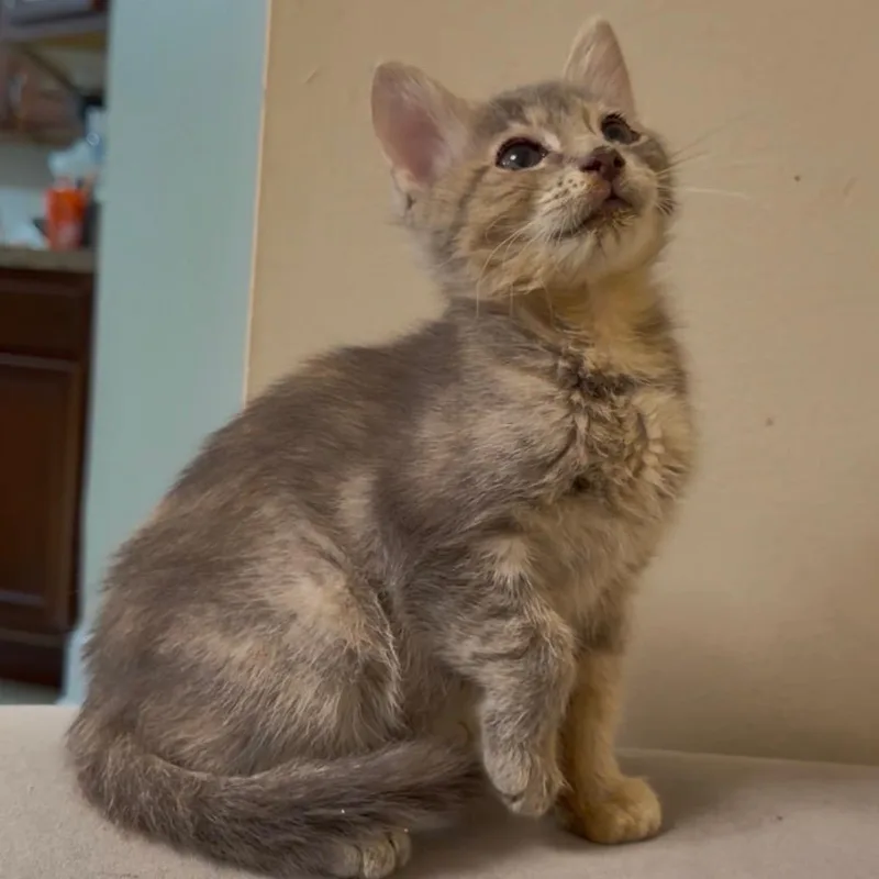 A baby small-sized female Gray / Blue / Silver Domestic Short Hair cat named Persephone for adoption in Bel Air, MD