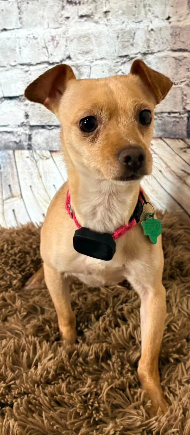 An adult small-sized female Golden Chihuahua dog named Sadie for adoption in New London, WI