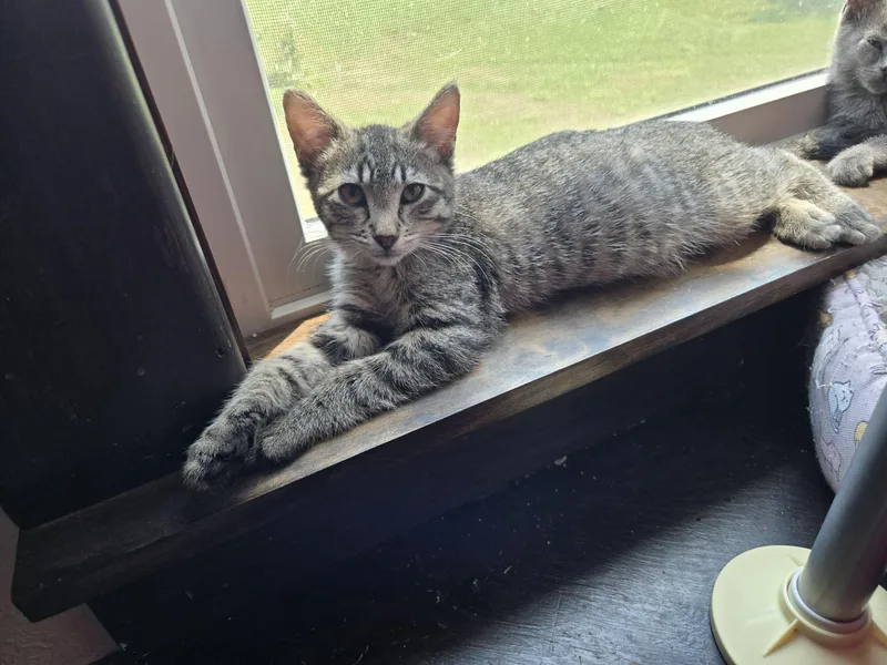 A baby medium-sized male Tabby (Brown / Chocolate) Domestic Short Hair cat named Westie for adoption in Sioux Falls, SD