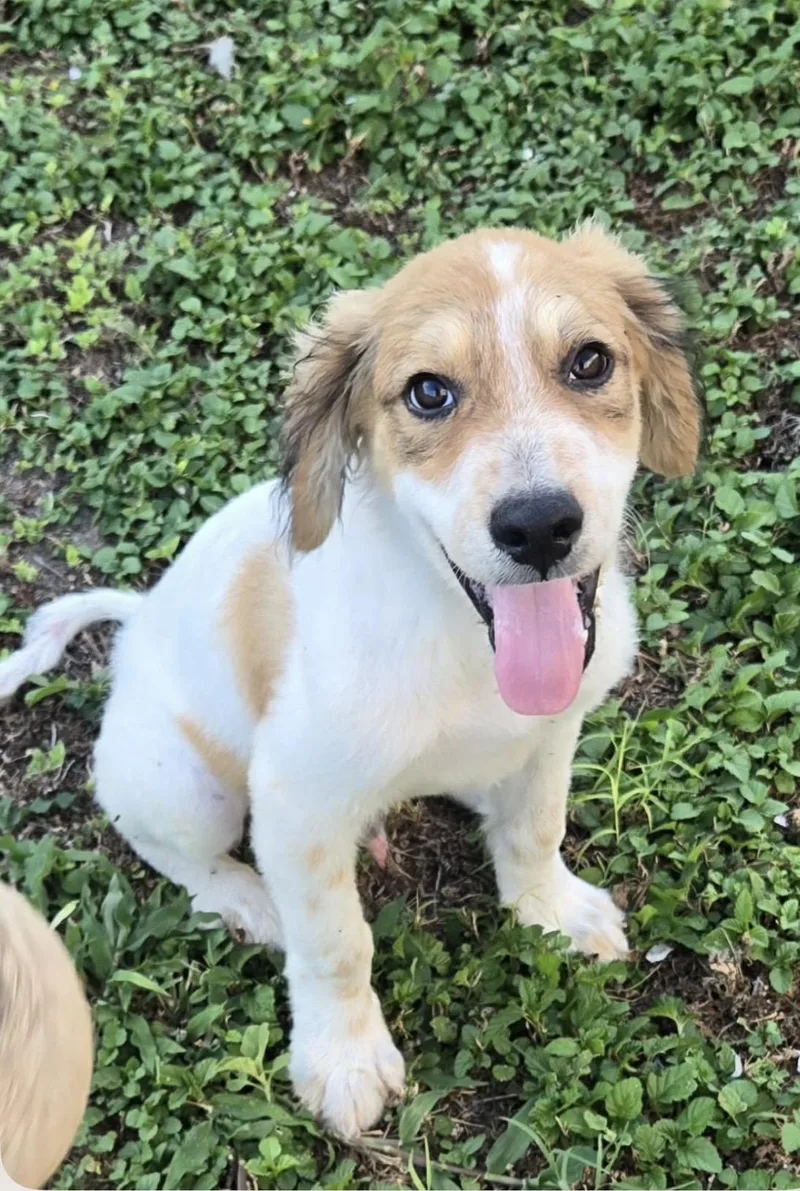 Merlin