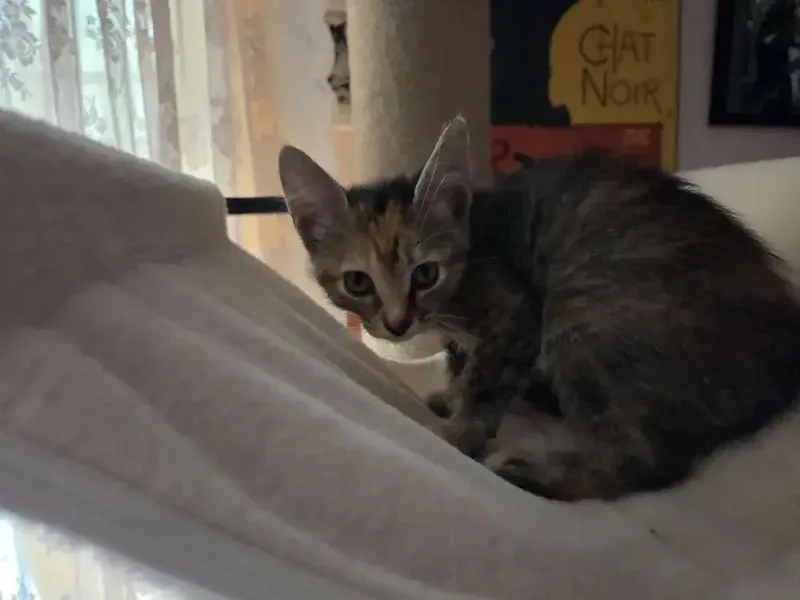 A baby small-sized female Domestic Short Hair cat named Bastet for adoption in Grand Rapids, MI